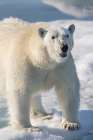 Norway, Svalbard. Close-up of polar bear male on ice. Coastal Print